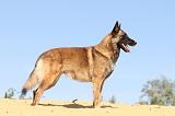 MALINOIS 090